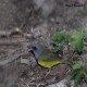 Photo of Mourning Warbler