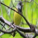 Photo of Mourning Warbler
