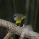 Photo of Mourning Warbler