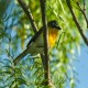 Photo of Yellow-breasted Chat