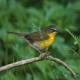 Photo of Yellow-breasted Chat