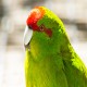 Photo of Red-crowned Parakeet