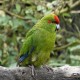 Photo of Red-crowned Parakeet