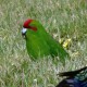 Photo of Red-crowned Parakeet
