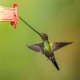 Photo of Sword-billed Hummingbird