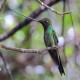 Photo of Sword-billed Hummingbird