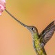 Photo of Sword-billed Hummingbird