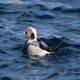 Photo of Long-tailed Duck