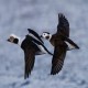 Photo of Long-tailed Duck