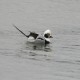 Photo of Long-tailed Duck