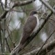 Photo of Yellow-billed Cuckoo