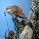 Photo of Yellow-billed Cuckoo