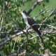 Photo of Yellow-billed Cuckoo