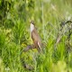 Photo of Yellow-billed Cuckoo