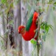 Photo of Australian King-Parrot