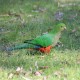Photo of Australian King-Parrot