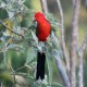 Photo of Australian King-Parrot