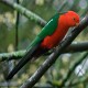 Photo of Australian King-Parrot