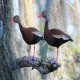 Photo of Black-bellied Whistling-Duck