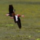 Photo of Black-bellied Whistling-Duck