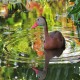 Photo of Black-bellied Whistling-Duck
