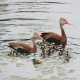 Photo of Black-bellied Whistling-Duck