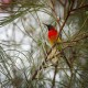 Photo of Mrs. Gould's Sunbird