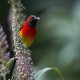 Photo of Mrs. Gould's Sunbird