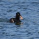 Photo of Surf Scoter