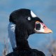Photo of Surf Scoter