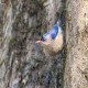 Photo of Velvet-fronted Nuthatch