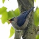 Photo of Velvet-fronted Nuthatch