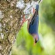 Photo of Velvet-fronted Nuthatch