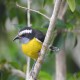 Photo of Bananaquit