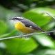 Photo of Bananaquit