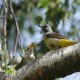 Photo of Grey Wagtail