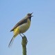 Photo of Grey Wagtail