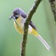 Photo of Grey Wagtail