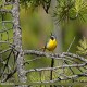 Photo of Grey Wagtail