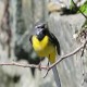 Photo of Grey Wagtail