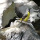 Photo of Grey Wagtail