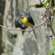 Photo of Grey Wagtail
