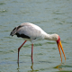 Photo of Yellow-billed Stork