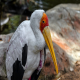 Photo of Yellow-billed Stork