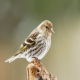 Photo of Pine Siskin