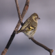 Photo of Pine Siskin
