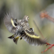 Photo of Pine Siskin