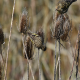 Photo of Pine Siskin