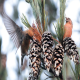 Photo of Red Crossbill