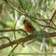 Photo of Red Crossbill